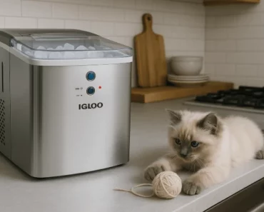Igloo ICEB33 Review: Trusted Review by Technician in 2025
